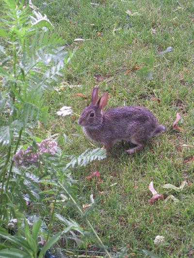 <img400*0:stuff/bunny%204%20full.jpg>