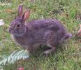 <img0*100:stuff/bunny%204.jpg>