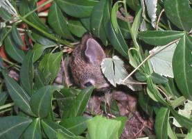 <img0*200:stuff/bunny%20baby%201.jpg>