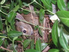<img0*200:stuff/bunny%20baby%202.jpg>