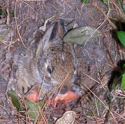 <img0*400:stuff/bunnys%20cu.jpg>
