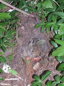 <img0*300:stuff/bunnys%20in%20home.jpg>