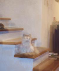 <img200*0:stuff/burra_ghosty.jpg>