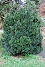 <img150*0:stuff/bushv.jpg>
