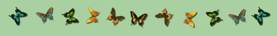 <img:stuff/butterflies.jpg >