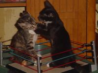 <img200*0:stuff/calibob.jpg>