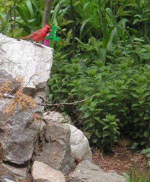 <img300*0:stuff/cardinal%201.jpg>