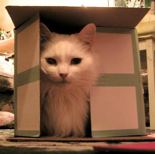 <img0*300:stuff/cat%20in%20a%20box%20NN07.jpg>