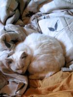 <img0*200:stuff/cat%20nap.jpg>