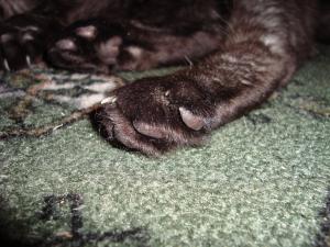 <img300*0:stuff/cat_hind_paw.jpg>