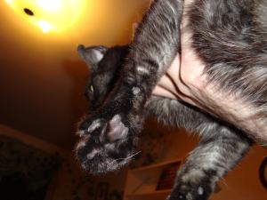 <img300*0:stuff/cat_paws_from_below.jpg>