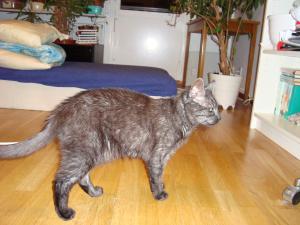 <img300*0:stuff/cat_superstar.jpg>