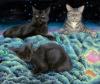 <img100*0:stuff/cats_n2_lowres.jpg>