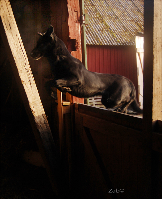 <img:stuff/ceddiehopparistall.jpg>