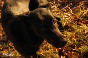 <img300*0:stuff/ceddiredh.jpg>