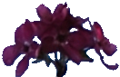 <img:stuff/cenlothhousefleur.png>
