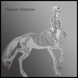 <img300*0:stuff/centauranatomyzab1.jpg>