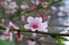 <img100*0:http://elftown.heddate.com/stuff/cherryblossomh.jpg>