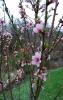 <img0*100:stuff/cherryblossomv.jpg>
