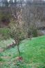 <img0*100:stuff/cherrytreev.jpg>