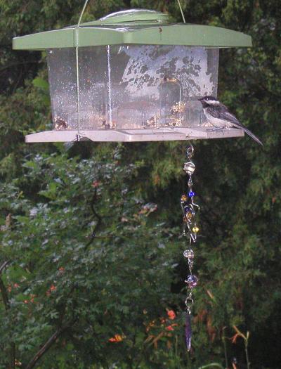 <img400*0:stuff/chickadee%201.jpg>