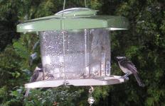 <img0*150:stuff/chickadee%202.jpg>