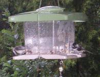 <img0*150:stuff/chickadee%203.jpg>