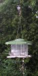 <img0*150:stuff/chickadee%204.jpg>
