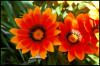 <img100*0:stuff/chimesfloweredfire.jpg>