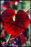 <img100*0:stuff/chimesheartphoto.jpg>