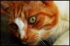 <img100*0:stuff/chimeskitty13.jpg>