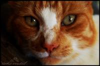 <img200*0:stuff/chimeskitty14.jpg>