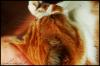 <img100*0:stuff/chimeskitty3.jpg>