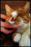 <img100*0:stuff/chimeskitty5.jpg>