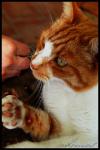 <img100*0:stuff/chimeskitty7.jpg>
