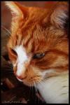 <img100*0:stuff/chimeskitty8.jpg>