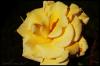 <img100*0:stuff/chimesyellowflow.jpg>