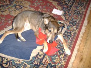<img300*0:stuff/christmas%20puppy.jpg>