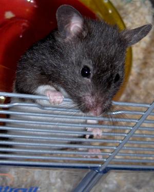 <img300*0:stuff/chrysooz1.jpg>