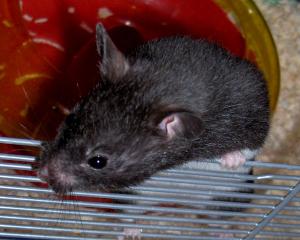 <img300*0:stuff/chrysooz3.jpg>