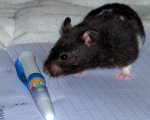 <img300*0:stuff/chrysooz4.jpg>