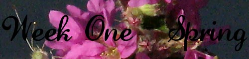 <img:stuff/chryspc5w1b3.jpg>
