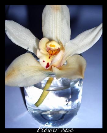 <img350*0:stuff/chryspcfvase.jpg>