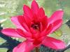 <img100*0:stuff/cia%27s%20lotus%20flower.jpg>