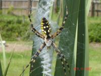 <img200*0:stuff/cia%27s%20orb%20spider.jpg>