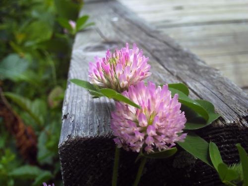 <img500*375:stuff/clover_on_wood.jpg>