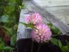 clover_on_wood