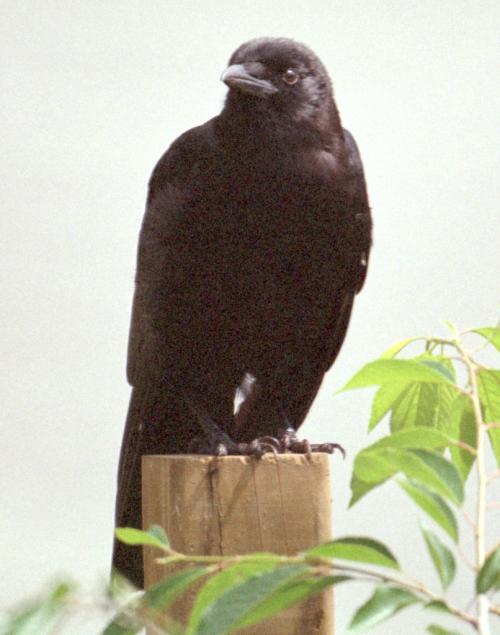 <img500*0:stuff/corvus0001.jpg>