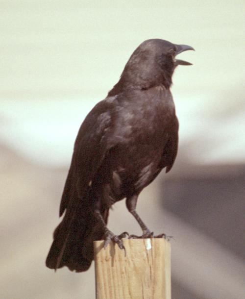 <img500*0:stuff/corvus0004.jpg>