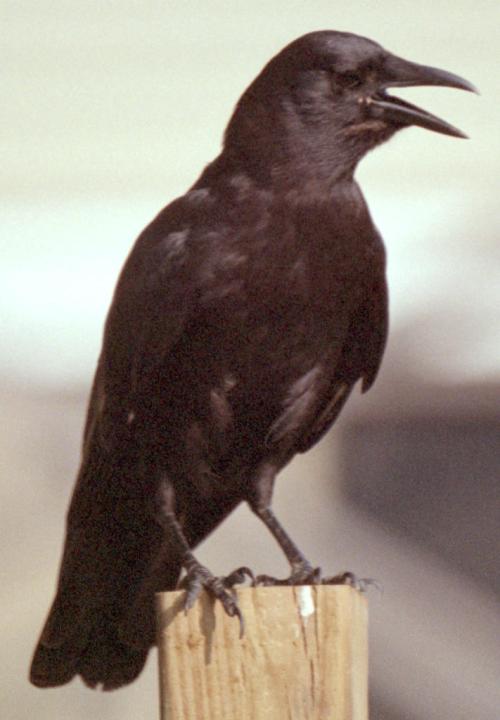 <img500*0:stuff/corvus0006.jpg>